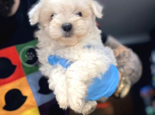 Maltesse Terrier görsel