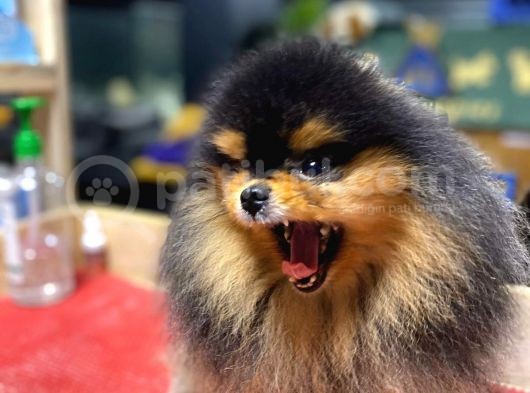 Pomeranian Boo görsel