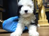 Maltesse Terrier