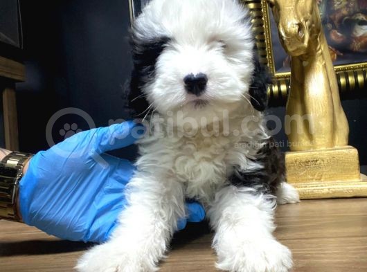 Toy Poodle  görsel