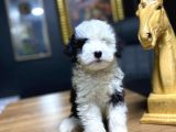 Maltesse Terrier