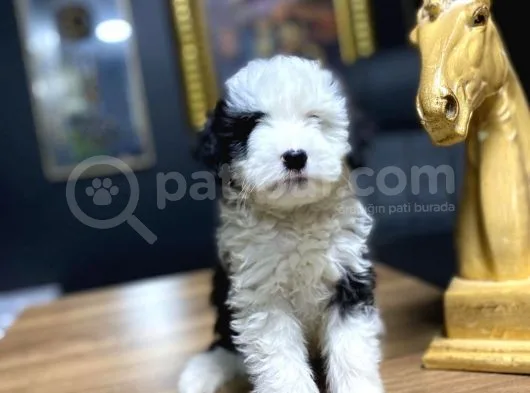 Toy Poodle 