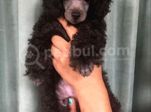 Siyah Poodle görsel