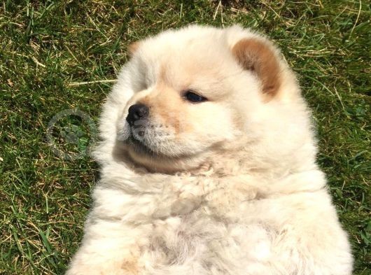 Irk Garantili Orjinal Chow Chow görsel