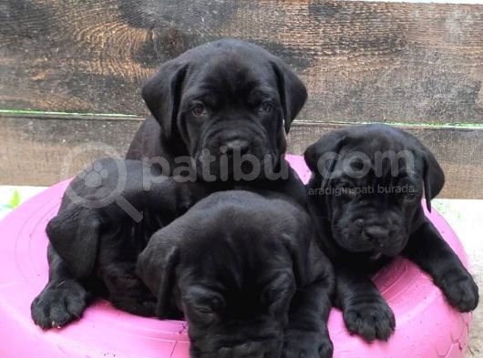 Cane Corso Yavruları görsel