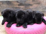 Cane Corso Yavruları