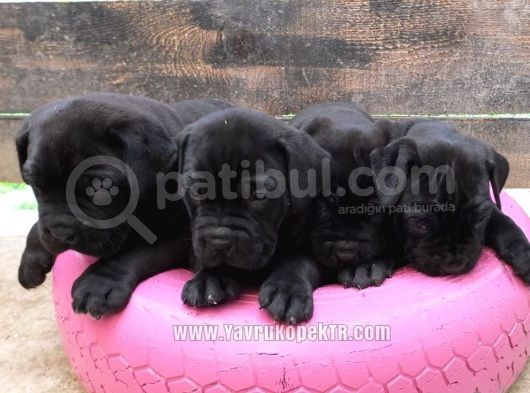 Cane Corso Yavruları görsel