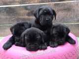 Cane Corso Yavruları