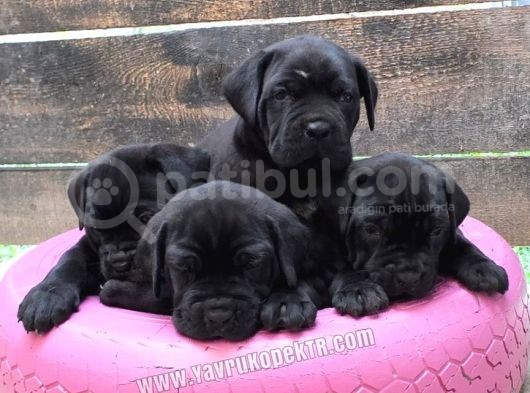 Cane Corso Yavruları görsel
