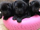 Cane Corso Yavruları