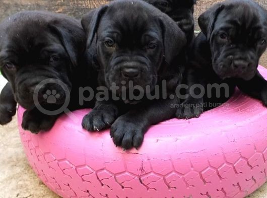 Cane Corso Yavruları görsel