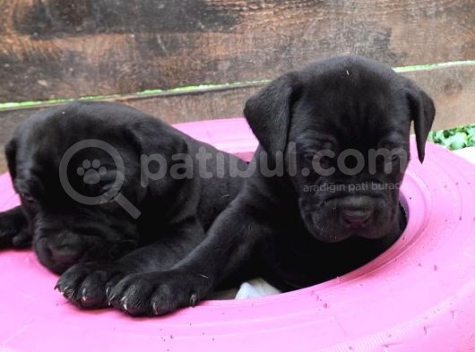 Cane Corso Yavruları görsel