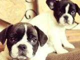 French Bulldog Yavruları