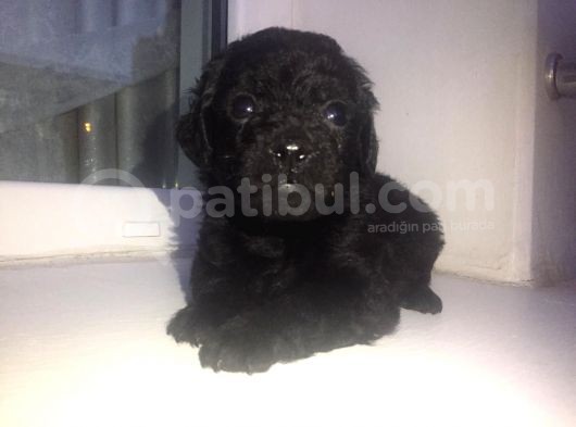 Süper Toy Poodle görsel