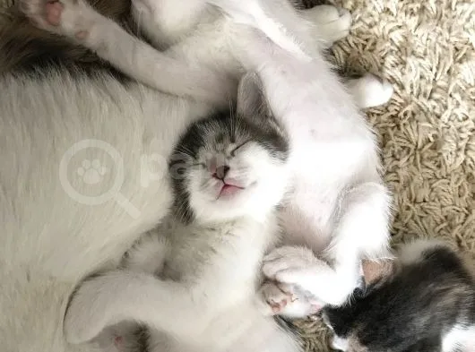 Ücretsiz Kedi