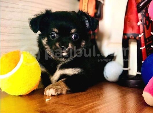 Irkının En Güzeli Longhairchihuahua görsel