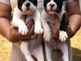 French Bulldog Yavruları