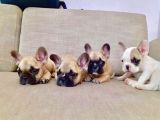 French Bulldog Yavruları