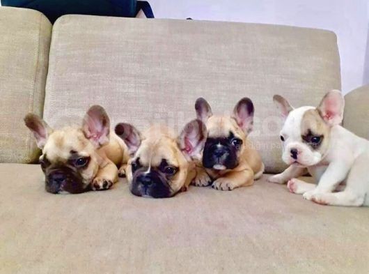 French Bulldog Yavruları görsel