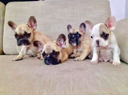 French Bulldog Yavruları görsel
