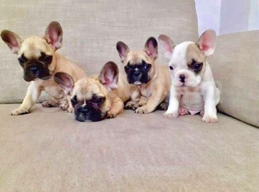 French Bulldog Yavruları görsel