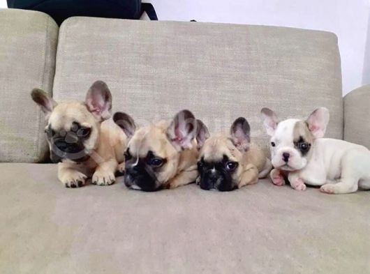 French Bulldog Yavruları görsel