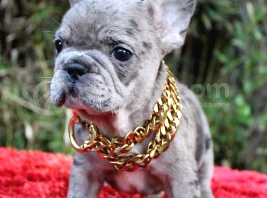 French Bulldog Yavruları görsel