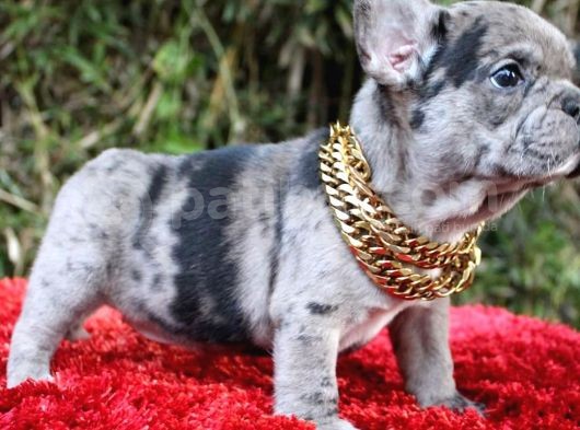 French Bulldog Yavruları görsel