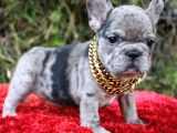 French Bulldog Yavruları