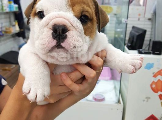 İngiliz Bulldog Yavruları görsel