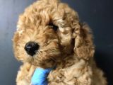 Toy Poodle