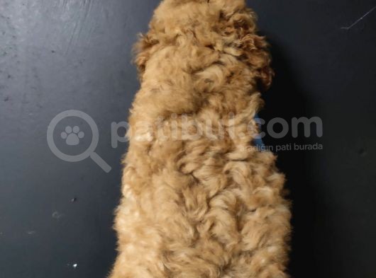Toy Poodle görsel