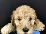 Toy Poodle