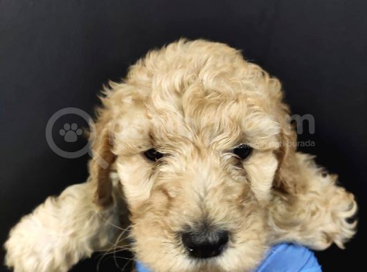 Toy Poodle görsel