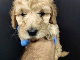 Toy Poodle