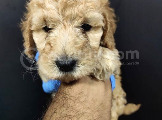 Toy Poodle görsel