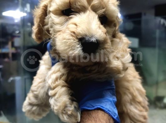 Toy Poodle görsel