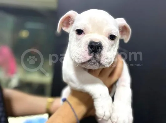 İngiliz Bulldog