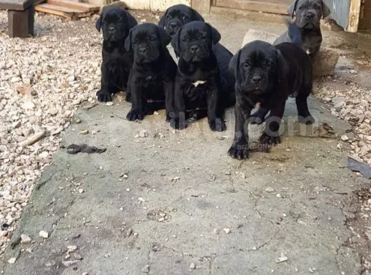 Blue Ve Black Dev Italiano Cane Corso Puppy