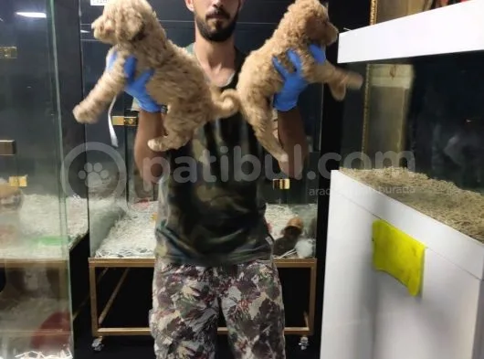 Giant Poodle