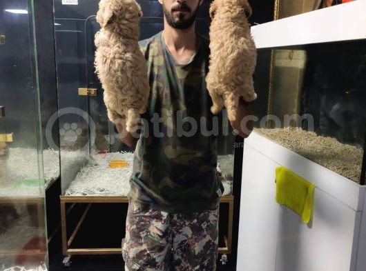 Giant Poodle görsel