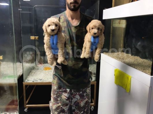 Giant Poodle görsel