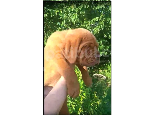 Bordeaux Mastiff