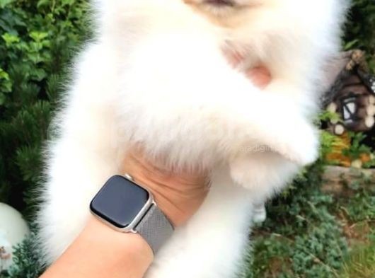 Pomeranian Boo görsel