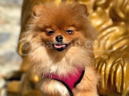 Pomeranian Boo görsel