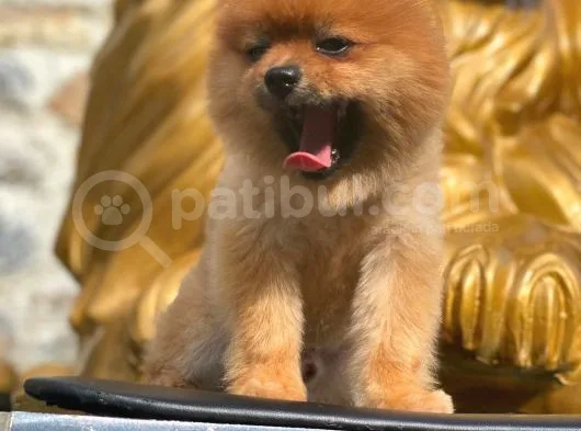 Pomeranian Boo