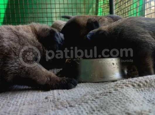 Belçika Malinois Ruhsatlı Tabanca Yavruları