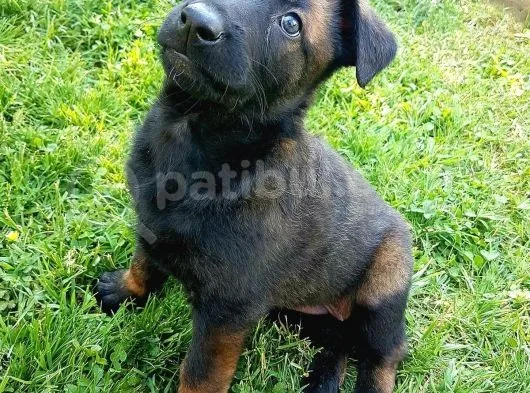 Belçika Malinois Ruhsatlı Tabanca Yavruları