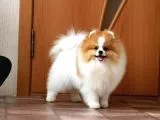 Party Color Tedy Bear Pomeranian