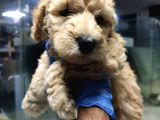 Apricot Toy Poodle
